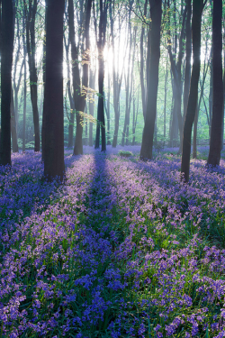 forests-and-faeries:  tulipnight:  Micheldever Bluebell Sunrise