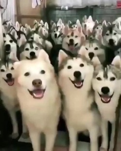 awwww-cute:  Huskies overload (Source: https://ift.tt/2seq4eS)