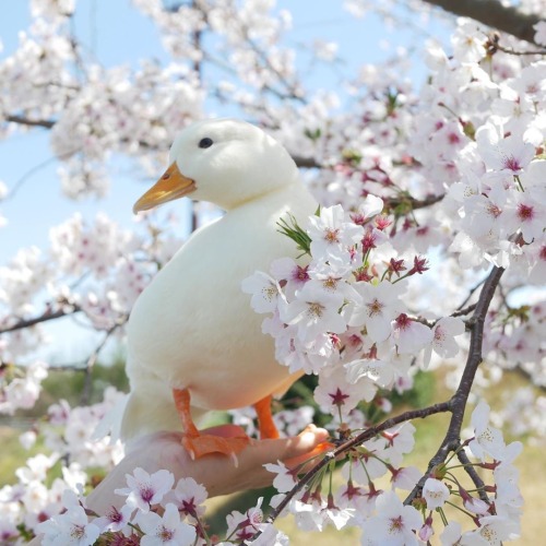 thesassyducks:  The most beautiful call duck 😄🌷🌸🌺via
