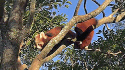amphritritel: thenatsdorf: Red panda triplets explore their outdoor