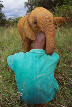 nubbsgalore:  photos by gerry ellis from the david sheldrick