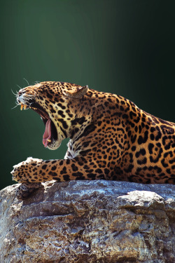 captvinvanity:  Jaguar | Photographer | CV  