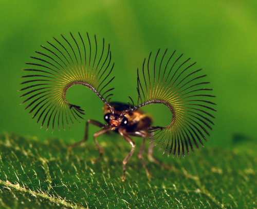 onenicebugperday:  Beautiful beetle antennae! Labeled as Lycidae,