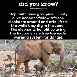 did-you-kno:  Elephants have groupies. Thirsty olive baboons