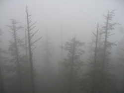 monvrchy:  iobservable:  I tried to catch some fog, I mist  cyber