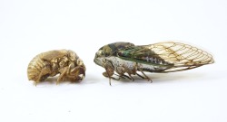 goodcopbearcop:Cicada Molt and adult (Tibicen)