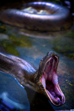 reptiliaherps:  fabforgottennobility:  Anaconda by pablo.raw