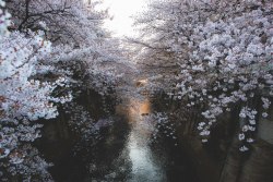 scenerybook:  Tokyo, Japan 