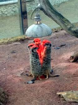 redditfront:  The Meerkats have gathered to summon the Prince