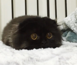 mymodernmet:  Adorable Cat Has the Big Hypnotizing Eyes of a