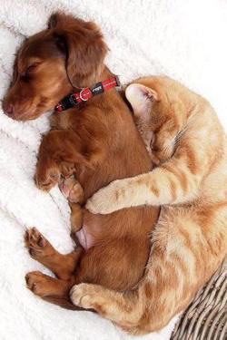 awwww-cute:  Cats Who Simply Cannot Deny Their Affection For