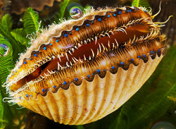 currentsinbiology:   Scallops Have *Eyes*? Not only do they have