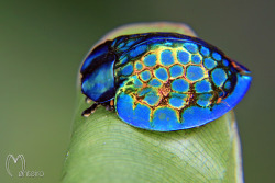 libutron:Imperial Tortoise Beetle - Stolas imperialisWith only