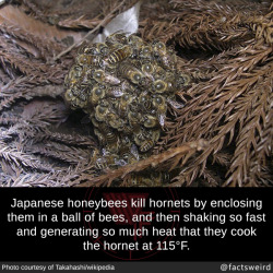 phlvl: therothwoman:  mindblowingfactz: European honeybees have