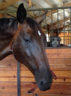tastefullyoffensive:  There are two kinds of horses in this world…