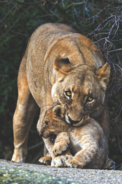 wavemotions:Lioness grabing her cub