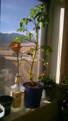 I put my rose on the windowsill next to my giant potato plant.