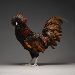 mymodernmet:Portraits of “Most Beautiful Chickens on the Planet”