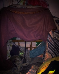 Built a fort and Militia is already chillin inside 😎😸 #animallover