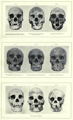 nemfrog:  Skulls. The archaeological survey of Nubia : report