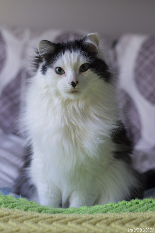 theoreocat:  “Some people make things happen and some people