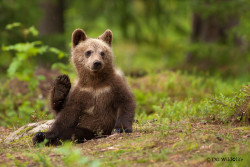 fuck-yeah-bears:  High Five by Giedrius Stakauskas