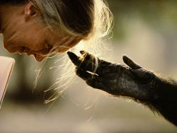 wild-earth:  Jane Goodall With Chimp   Primatologist Jane Goodall