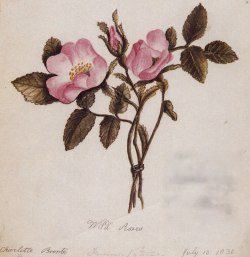 pattiocleavis: “Wild Roses”, by Charlotte Brontë 