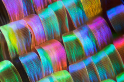  Macro photographs of butterfly wings taken by biochemist Linden