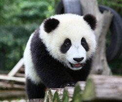 giantpandaphotos:  Yun Duo at the Bifengxia Panda Base in China.
