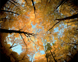 love-personal:  Wisconsin Canopy 