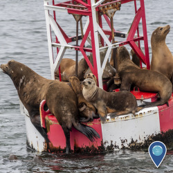 noaasanctuaries:  Tag yourself – which sea lion are you? California