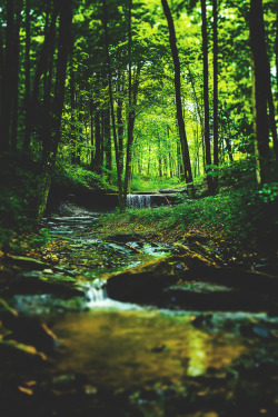 lmmortalgod:  Creek in a forest