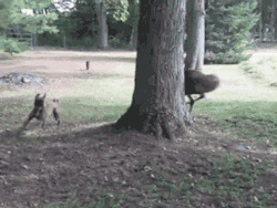 gifsboom:  Video: Emu and Boxer Dog Run in Circles Around Tree