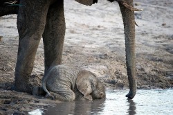 wildeles:  Baby elephant drinking. When they are this young,