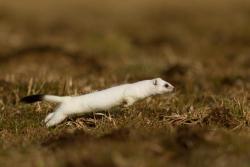 vastderp:  thecutestofthecute:toastoat:i love stoats so much