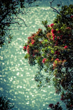 thejelliedfish:Have a Happy Xmas Everyone!! The Pohutakawa tree