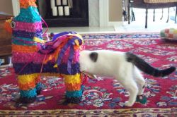 marypoppinthatpussy:  That piñata seems alarmed to say the least