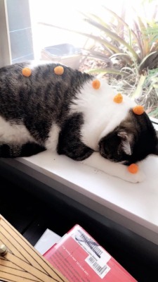 unflatteringcatselfies:  Tyrone covered in cheese balls