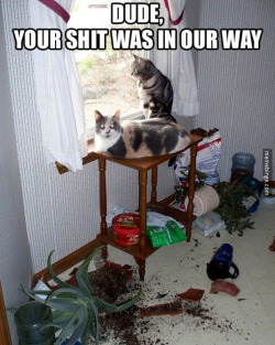thememebinge:  No problem, guys! I’ll clean up later.  Cats