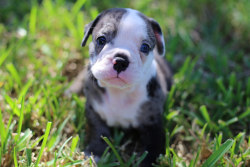 simply-canine:Olde English Bulldogge Puppy by Erik