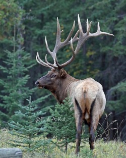 bchighlander:  always thinking about elk   That’s a gorgeous