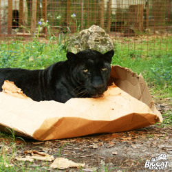 mentalalchemy:  bigcatrescue:  BIG cats love boxes too!  That