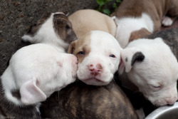 samosevie:  Pit Bull Pups (by sterlingz)  