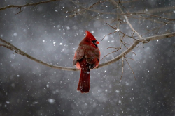awkwardsituationist:  photos of cardinals after an ice storm