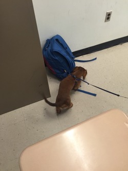 greed:  MY TEACHER BROUGHT HIS DOG TO SCHOOL AND GUESS WHO’S