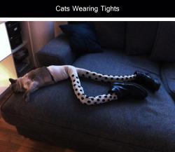 unimpressedcats:  tastefullyoffensive:  Cats Wearing Tights [meowtfit]Previously: