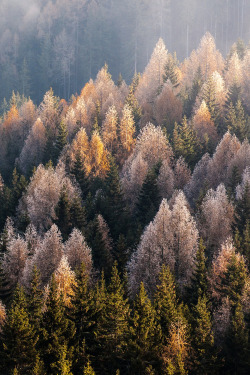 xglan:Herbstwald ©