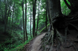 90377:  Fox Ravine near Jastrzebia Gora, Poland by RafalZych