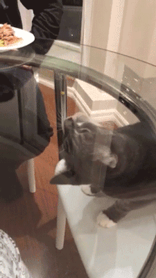 onlylolgifs:  Cat trying to eat a pea      I’m laugh